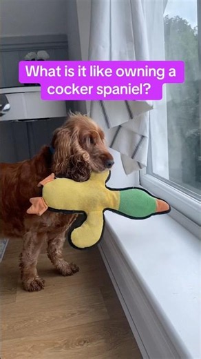 Chaos of Owning a Cocker Spaniel | Life of a cocker spaniel (part 15)
