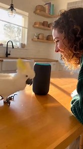 3.5K reactions · 109 shares | This cockatoo is living its best life — chatting away and bringing all the good vibes to the kitchen! 列✨ Impossible not to smile watching this. #CockatooJoy #ViralPets #FYP #ReelsViral #BirdTok #TrendingAnimals #CutePetMoments #FunnyBirds #DailyReels #AnimalVibes #FeelGoodFeed #PetTok #ViralClip | Epicreading.co.uk | Facebook