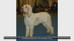 Common Health Problems in Grand Griffon Vendéen Dogs