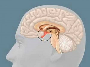 Corps Humain - Le fonctionnement du système nerveux