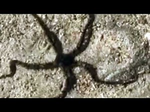 "STARFISH: Star ECHINODERMS order ASTEROIDEA."