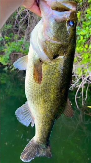 Caught this stud on using the braided line from ArkPro fishing otherwise might have snapped my line