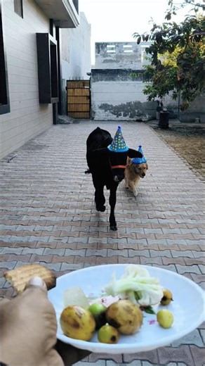 Party time! Calf and Dog wearing party hats 🥳🐶🐮 #shorts #birthdayparty #pets