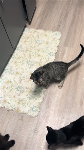 onlyy.katzzz on TikTok