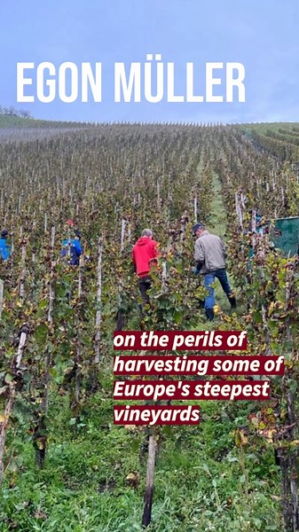 Has Anyone Ever Fallen Down This Vineyard?