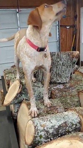Grand Champion Bloodline, Red Tick Hound climbing around on a Red Oak