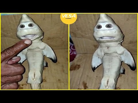 Mutant baby shark is born with a human like face