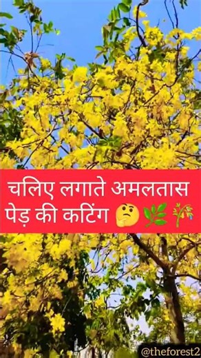 चलिए लगाते हैं free में इस पेड़ की कलम 😱 / #viral #trending #shorts #forest #parrot