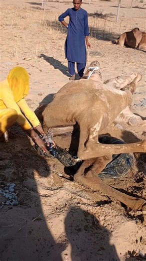 لحظة إنسانية تحت شمس الصحراء لإنقاذ الجمل المنهك