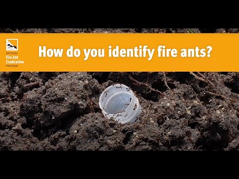 Fire ant identification video