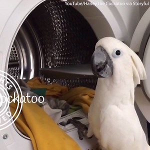This cockatoo loves helping with the laundry! | Daily Mail Animals