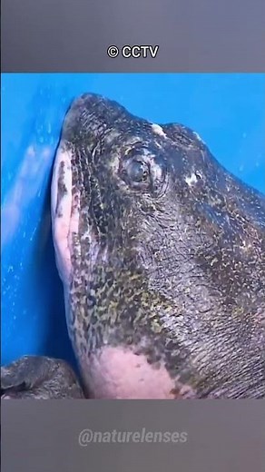 This Animal Is On The Brink Of Extinction (2 Left)