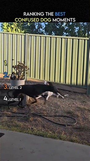 Ranking The Best Confused Dog Moments