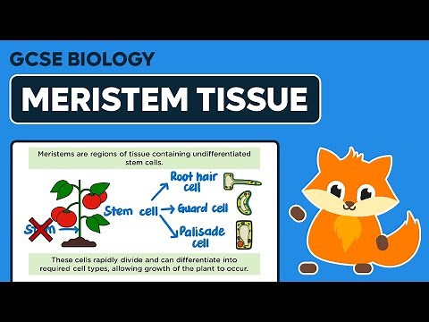 Meristem Tissue - GCSE Biology