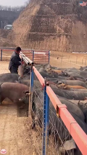 China Used 100,000 Pigs to Stop a Desert#didyouknow #tiktok #fyp #amazing #crazy