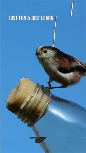 Just Fun Just Learn Short Funny Videos | Viral Videos