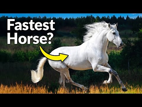Top 10 Horse Breeds & What Makes Them Special (Temperament, Speed, Smarts)