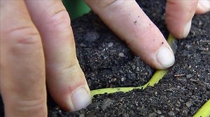 Yellow Swamp Orchid - Gardening Australia