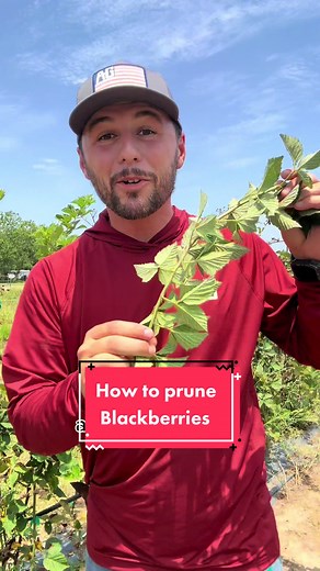 Blackberry Pruning: The Ultimate Guide for Abundant Fruit