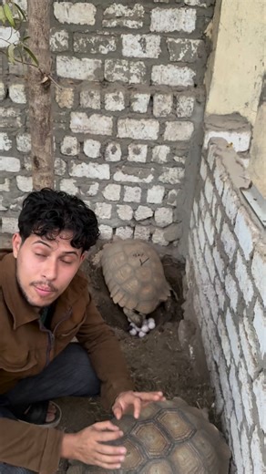 ‎سامي محمد‎ on Instagram‎: "٧ بيضة سلحفاة سلكاتا ولسه بتبيض تاني… تبارك الله على الرزق 🤍 17 Sulcata tortoise eggs and still laying more—what a blessing! مشهد يفرّح القلب ويعكس نعمة الرزق والنجاح في التربية والرعاية السليمة. A joyful moment that reflects dedication, proper care, and nature’s blessing. — Alaqabawi Reptiles’s House 🐍🌍 #SulcataTortoise #سلكاتا #بيض_السلاحف #تربية_السلاحف #رزق #NatureBlessing #Reptiles #AlaqabawiReptiles"‎