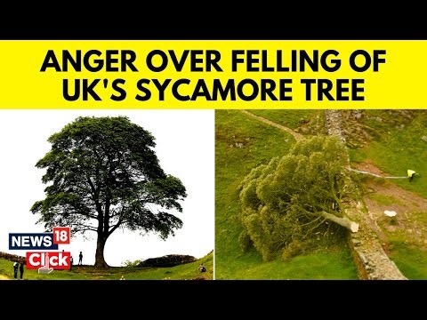 Sycamore Gap News | Britain's Sycamore Gap Tree Felled In 'Deliberate Act Of Vandalism' | N18V
