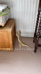 Why walk when you can climb? - Dave . . . . #beardeddragon #beardeddragonlove #beardeddragonowner #beardeddragonmom #beardeddragonsofig #beardeddragonlife #beardeddragons #beardeddragonlover #reptile #reptilelover #reptiles #lizard #lizards #lizardlover #lizardlife #lizardlove #dragonsofinstagram #beardeddragonsofinstagram #cutereptiles #reptilesofinstagram #amphibians #exoticpets #beardies #beardie #herpetology | the_beardie_blaze