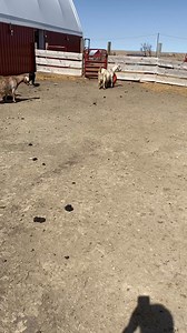 14K views · 187 reactions | 12 3/4 boer, 1/4 alpine 3 year old does available. Great udders, big pelvic areas, dehorned, lead line trained, and great mothers. Would make amazing recip does! Currently raising January born babies from 1/2 myotonic and 1/2 boer buck, and does available in a week when babies are weaned. Priced at $400 per head. Message us if you are interested. | Dakota Wind Meat Goats | Facebook