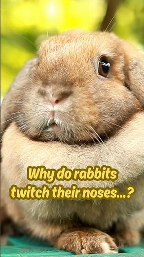 Why do rabbits twitch their noses?