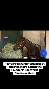 Fierceness at the Breeders’ Cup World Championships #fierceness #breederscup #toddpletcher Fierceness started his training at Ocala Stud Farm Thank you sponsors Peterson Smith Equine Hospital Complete Care and Larsen Hay and supporting sponsors Seminole Feed Pyranha The CEP's Equine Initiative Ocala, presented by Pyranha and Ocala Dog Ranch Join us on EQUUS Television for more…. | The Horse Talk Show