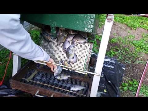 Automatic fish scaler