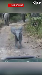Super adorable baby elephant charging. #elephant #babyelephant #elephantbaby #elephantlove #elephantlover #elephantlovers | I Love Elephants