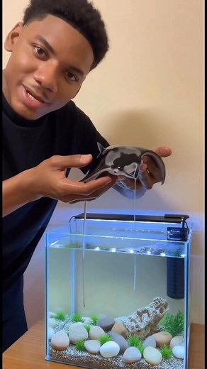 Metí una matarraya en la pecera. #parativiral #parati | NovaSonics