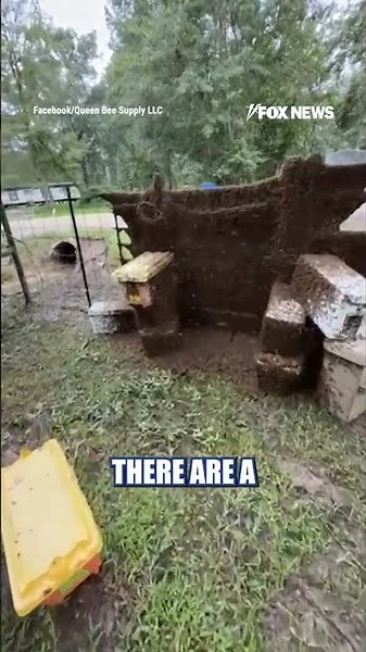 Millions of honeybees suddenly filled the air after a truck carrying bee hives overturned #shorts