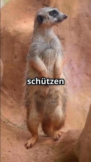Faszinierende Fakten über das Erdmännchen - Ein Meister in der Kommunikation