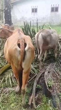 hasil kawin silang alami antara sapi Bali dgn sapi brahman