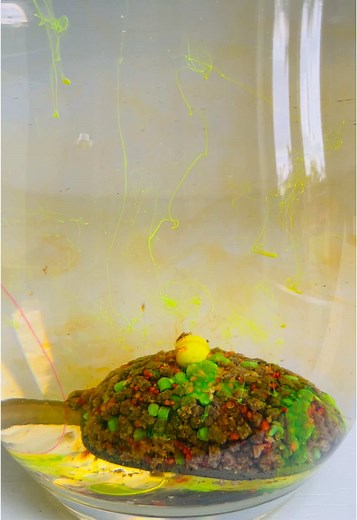 Exploring Method Feeder Rigs Underwater for Carp Fishing