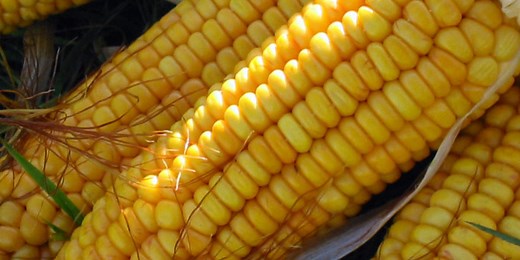 Mais | transGEN Datenbank