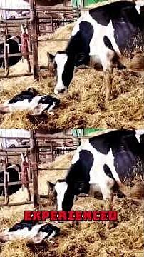 How Does a Baby Calf Survive Its First Hour? 🐮 | Why the Herd Gathers to Help