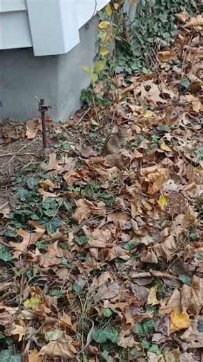 chippie emerges for snack before going back inside #cute #chipmunk #chipmunks #taylorswift #animals