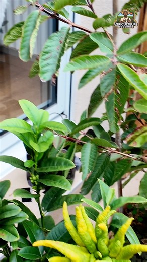 92K views · 3.4K reactions |  Les citrons caviar les PLUS RARES et les PLUS CHERS du monde — luxe extrême ! #citron #caviar #maindeboudah | Agriculteurs Modernes | Facebook