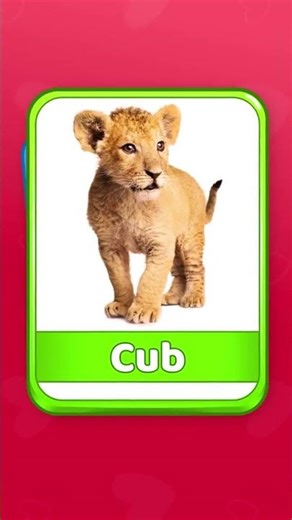 🦁 Meet the King & His Cub! 🐾Let’s learn about animals and their little ones!