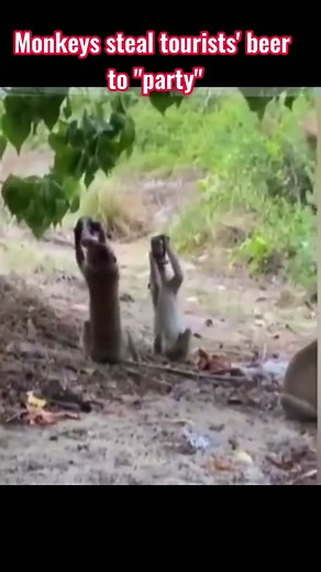 A drunk monkey #monkey #Master2023byTikTok #viral #funny