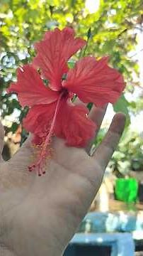 😲💯Hibiscus Plant 🔥🤯Road Pruning & Repotting Guide | Grow Bigger Blooms#organicgardening #shortsfeed