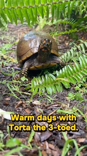 Box Turtle Beats the Heat with a Cool Soak 🐢💦