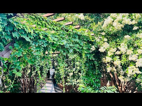 Growing Grape Ivy & Grapevines over a pergola