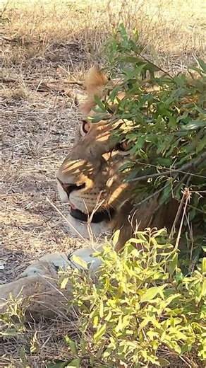 Lazy Lion’s Stare Says Everything