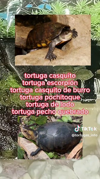 Guía rápida de la tortuga Kinosternon