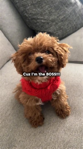 Olive | Cavapoo Pup 🐶 on Instagram: "She’s the biggest boss in the house 🐶😅 #cavapoo_daily #cavapoo #puppie #puppies #puppylife🐾 #cavapoos #puppielove"