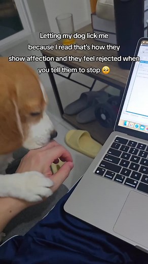 We don't deserve dogs ❤️ . #beagle #beagles #beaglepuppy #doglove @Yui the Beagle