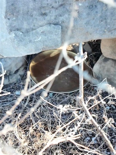 Best Treasure Hunting Metal Detectors for Gold